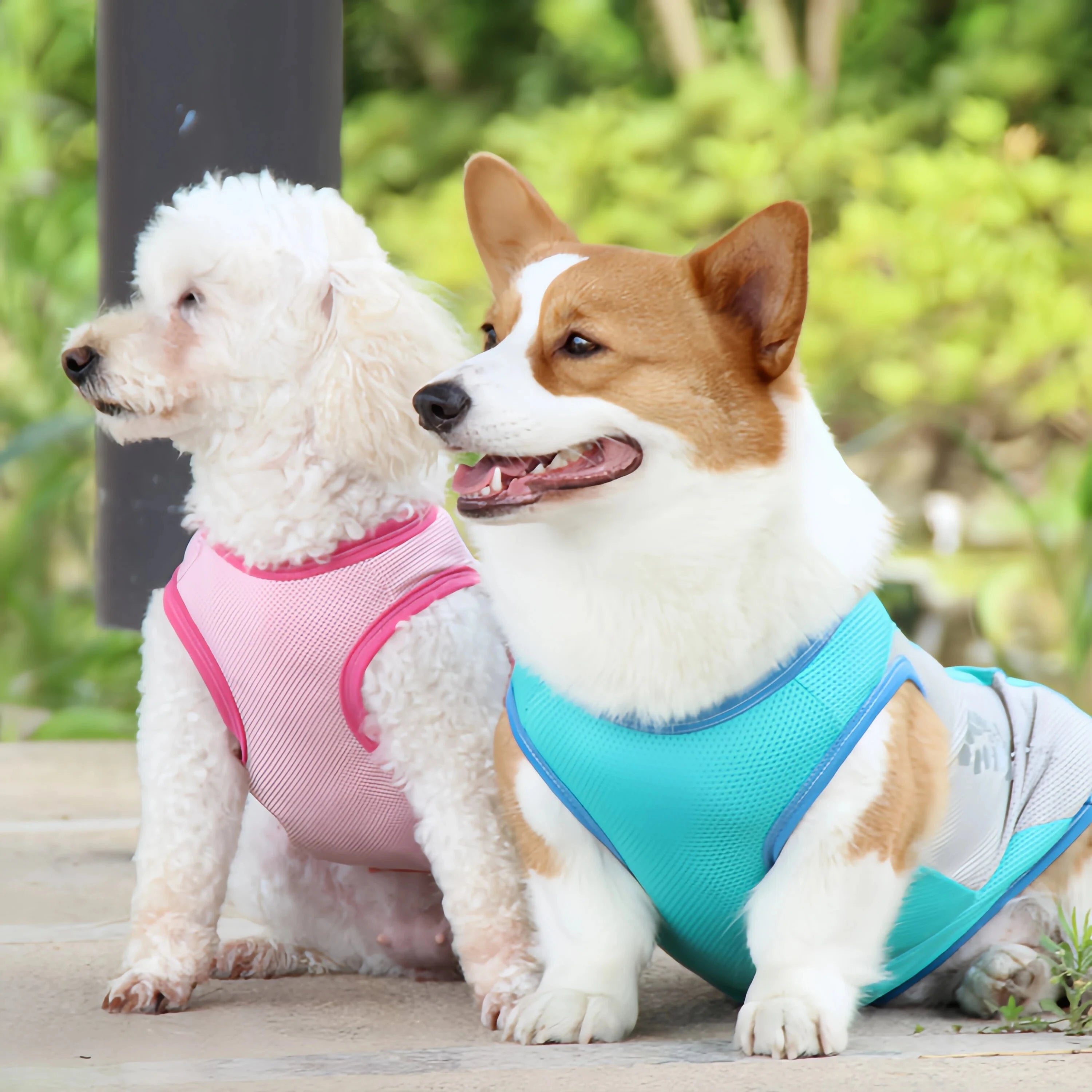 Chaleco Refrescante para Perros | Verano 2025